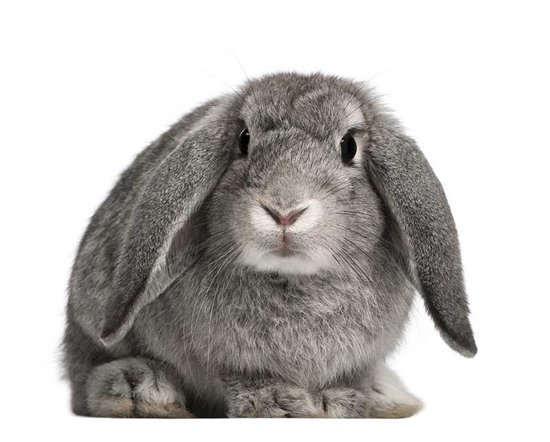 lop rabbit