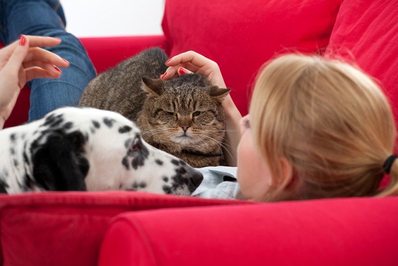 lying on red sofa young woman with cat and dalmatian dog