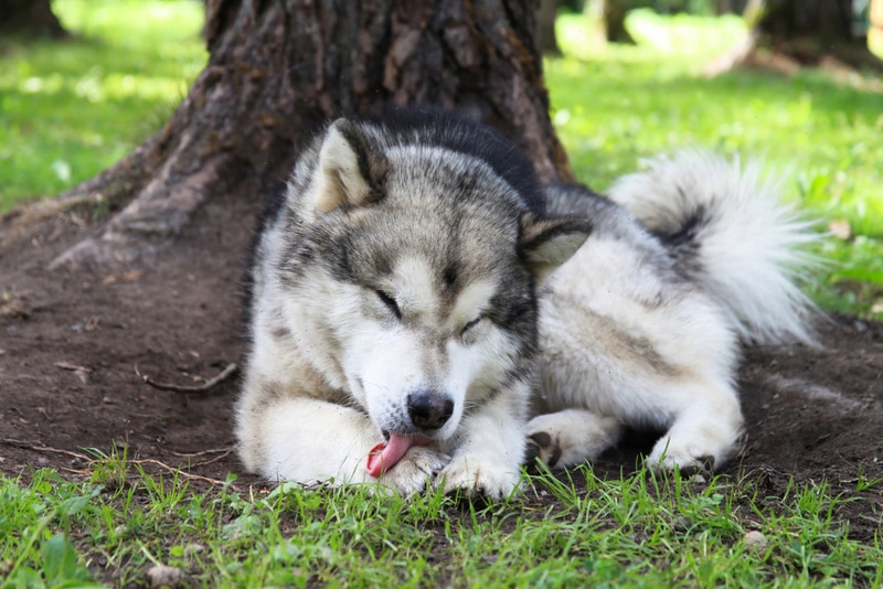 malamute dog licking itself