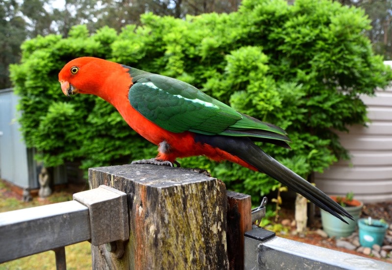 male Australian king parrot sitting on wooden deck
