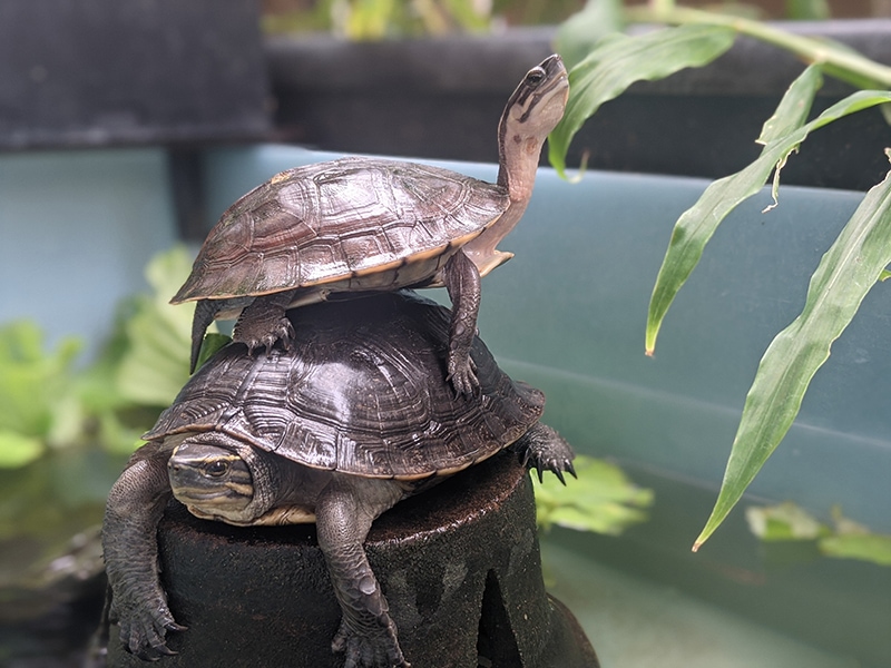 male and female Himalayan box turtles on top of each other