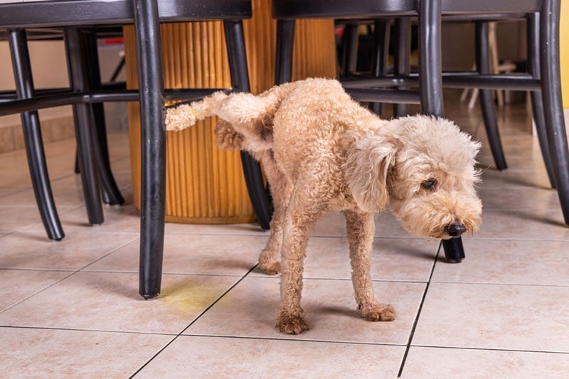 male poodle dog urinate inside the home to mark territory