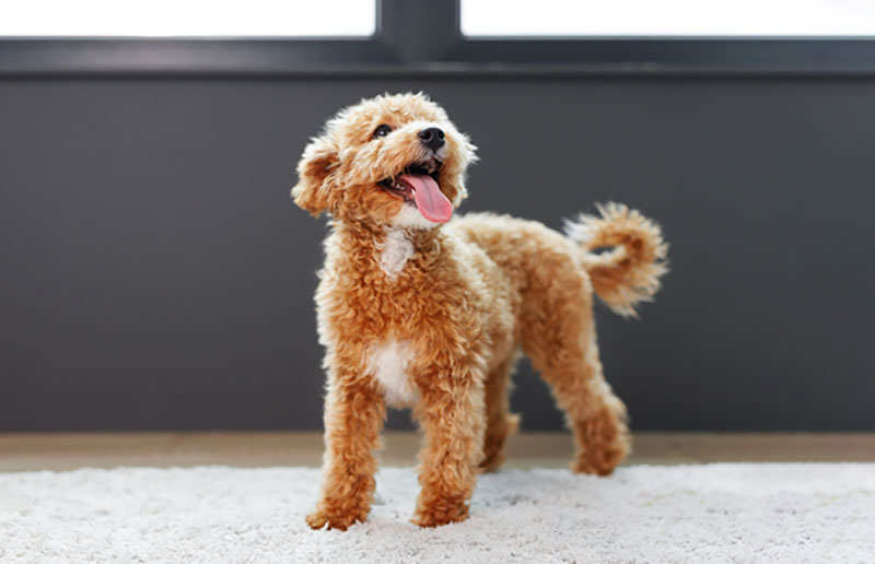 maltipoo puppy standing on a carpet