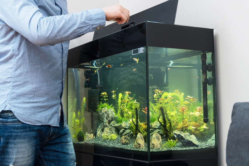 man feeding fishes in aquarium