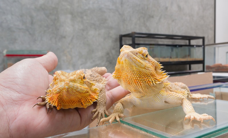 man holding yellow bearded dragon