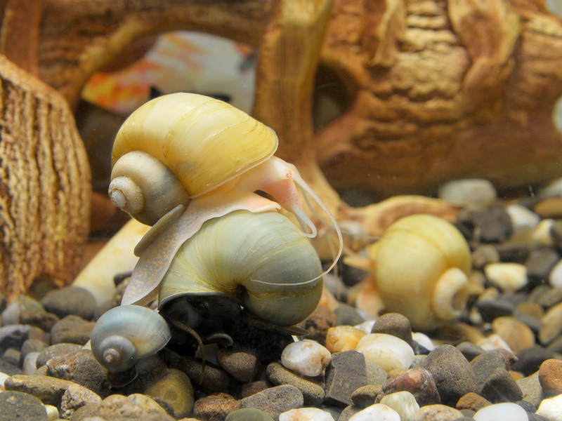 mystery snails in aquarium