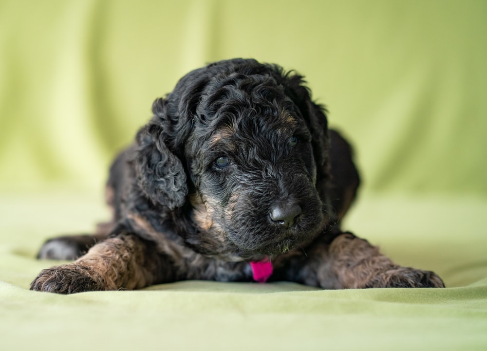 Newborn Goldendoodle puppy