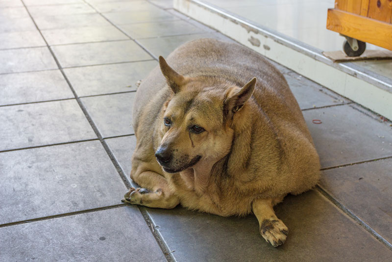 obese dog lying on the tiled floor