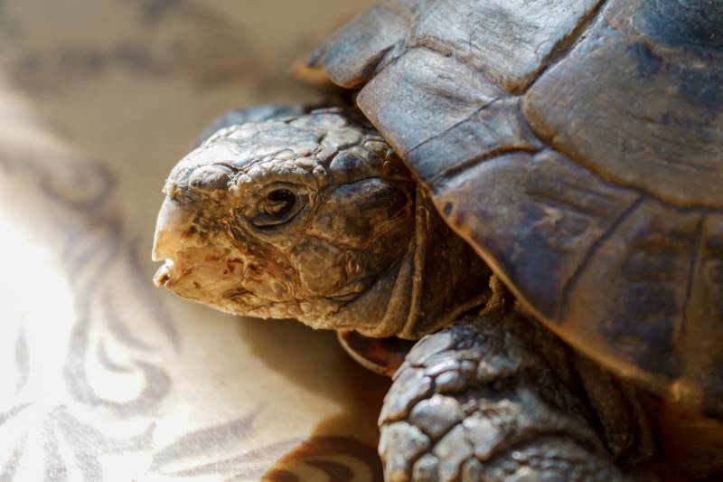 old sick tortoise close-up