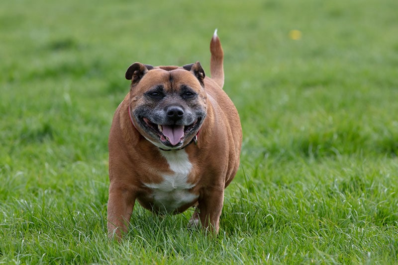 overweight staffordshire bull terrier dog walking on grass