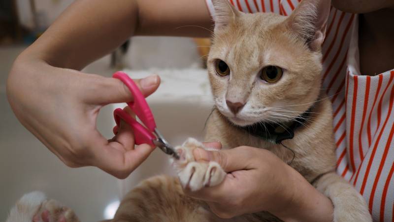 owner uses pink clippers tp clip cats nails