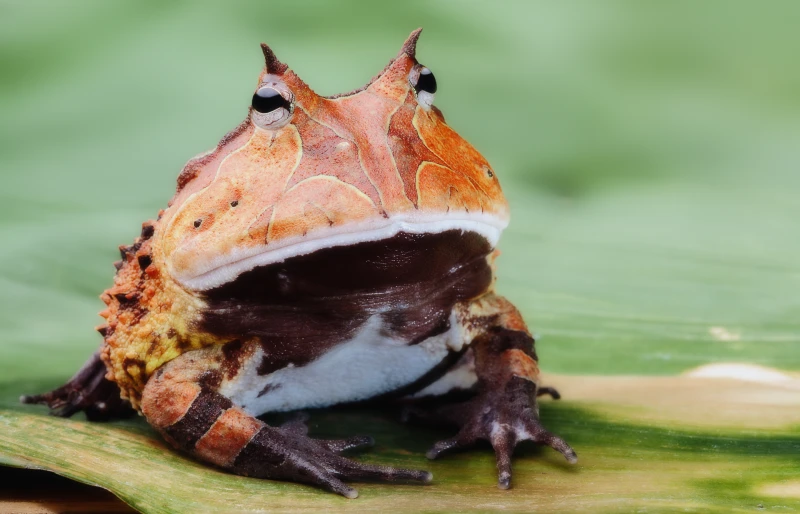 pacman frog or south american horned frog