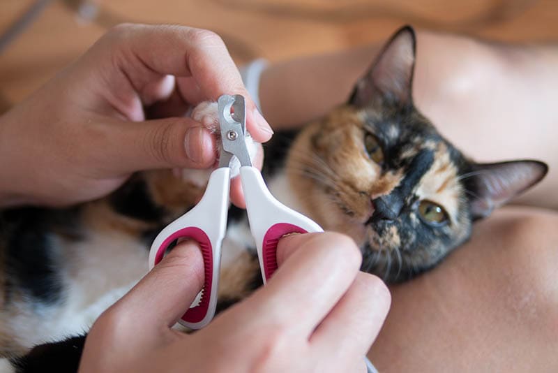 person clipping cat nails of a tortoiseshell cat