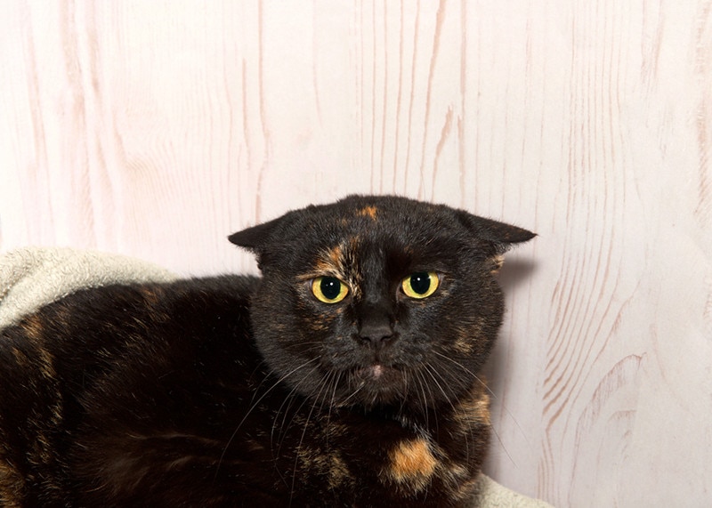 perturbed Tortoiseshell tortie tabby cat scared cat