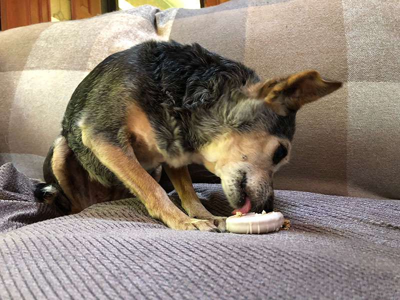 pip licking the donut cookie from wufers