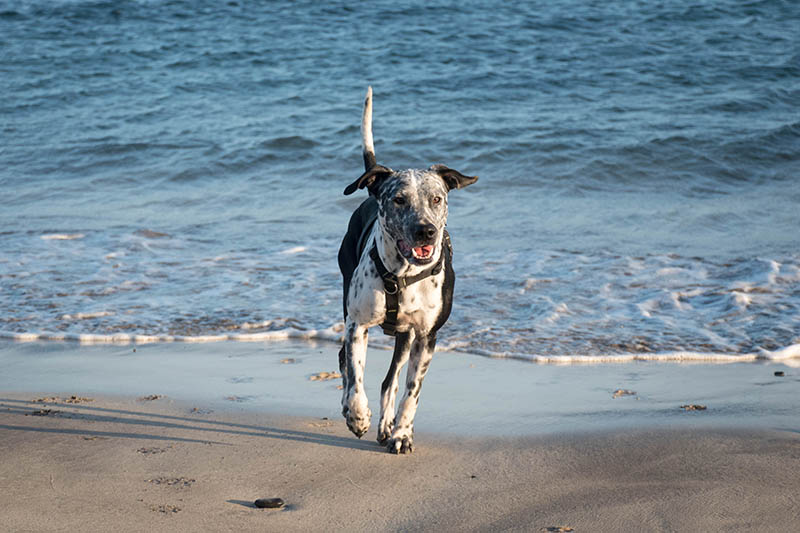 pitmatian dog running at the beach