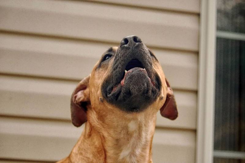 portrait of a brown dog with a black nose howling outside his home