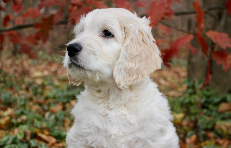 portrait photo of a medium moyen goldendoodle puppy dog