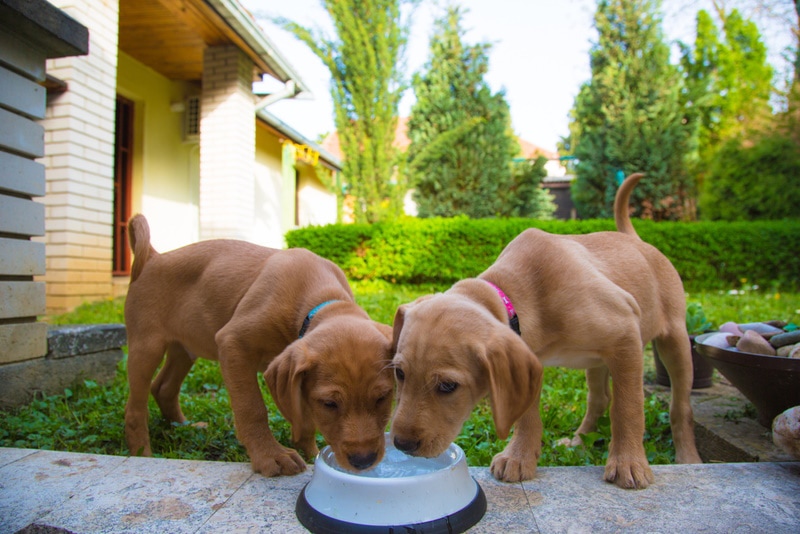puppies drinking water