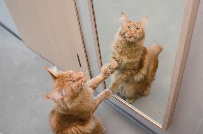 red marble Maine coon cat scratching the Mirror
