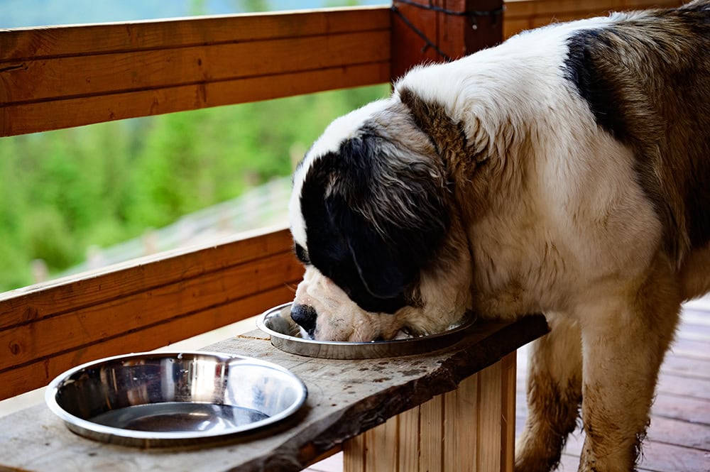 saint bernard dog drinking water