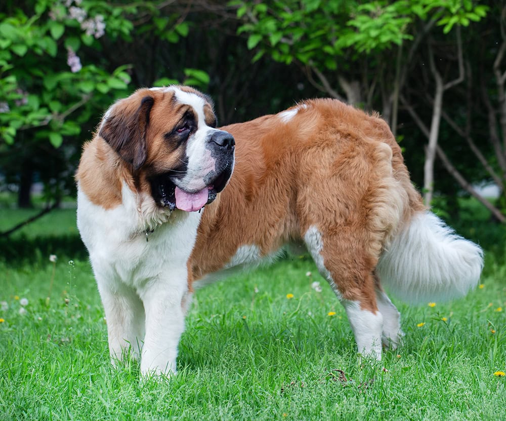 saint bernard dog outdoor