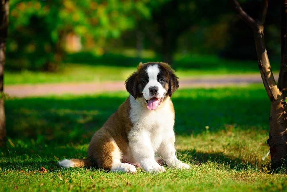 saint bernard puppy sitting on the grass