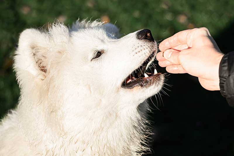 samoyed dogs receiving treats