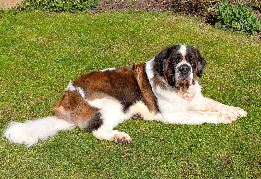 senior saint bernard dog lying on the grass