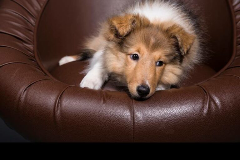 How to Care for My Puppy While Working FullTime 8 Expert Tips Hepper