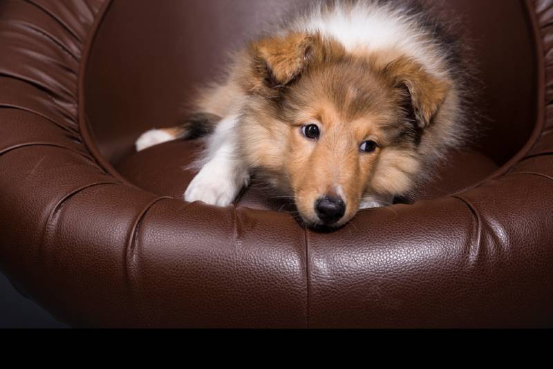sheltie puppy on a leather chair in the studio