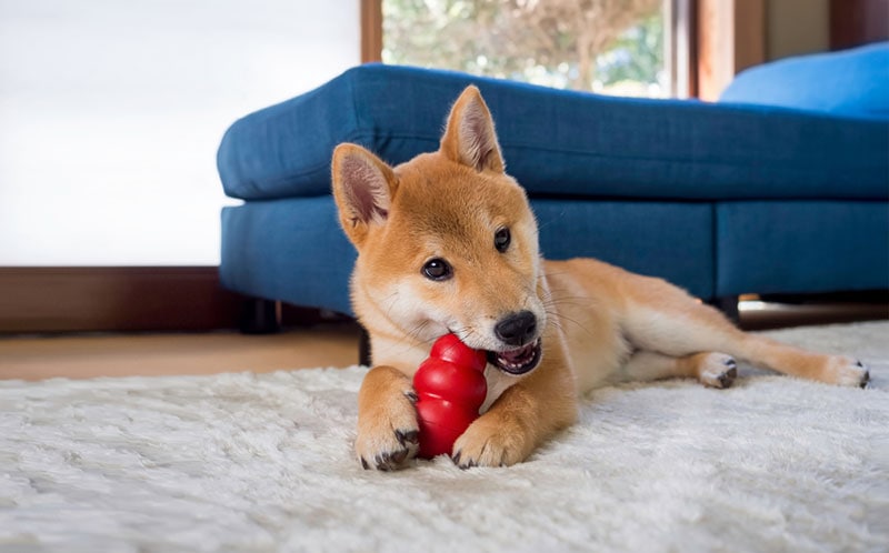 shiba inu puppy playing with kong toy