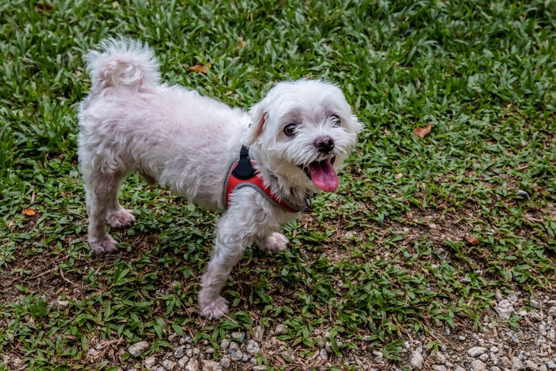 shih poo dog at the park