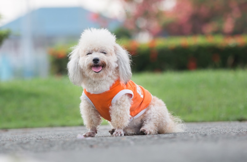 shih poo dog sitting at the park