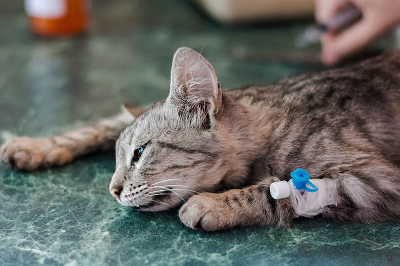 sick cat with catheter in the paw