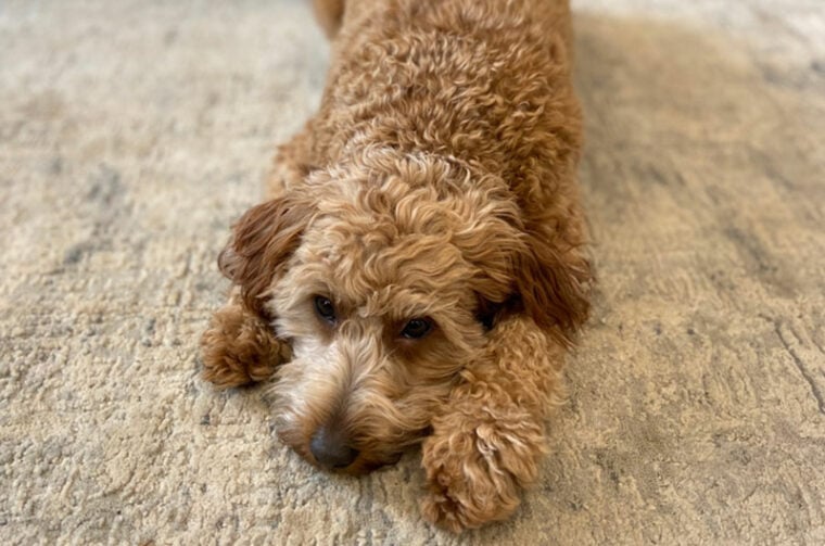 Why Is My Dog Marking in the House All of a Sudden? Vet Reviewed
