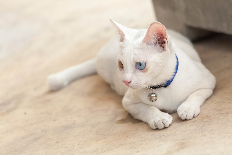 sick white cat with feline aids
