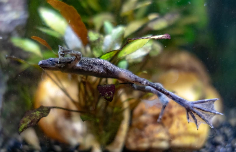 side view of african dwarf frog (hymenochirus boettgeri) swimming