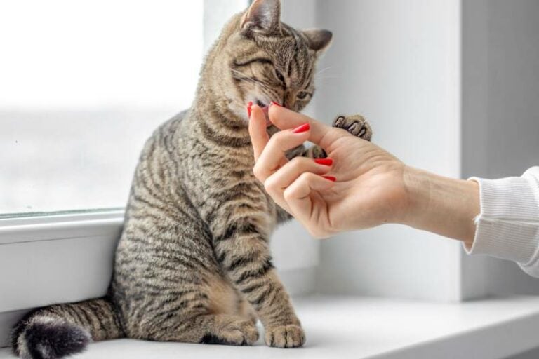 Can You Use Your Dog’s Nail Clippers on Cats? VetApproved Facts