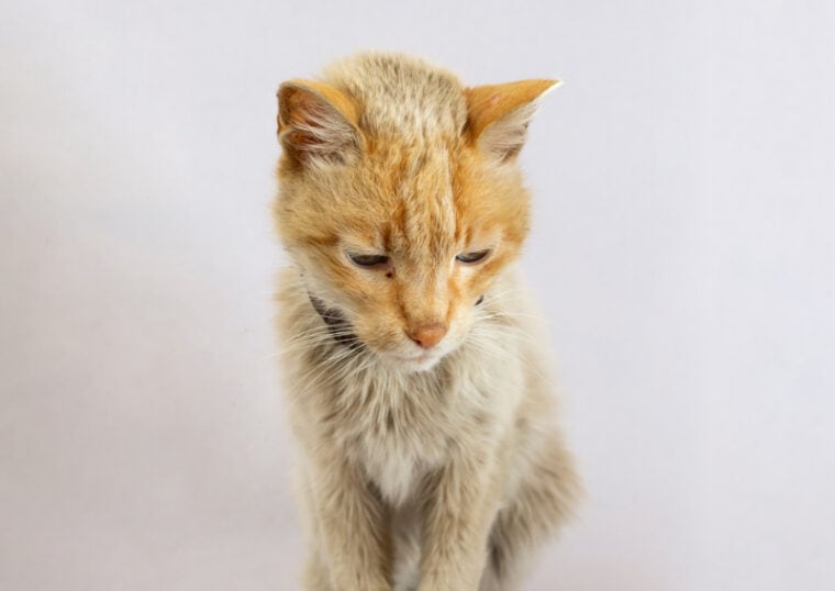 Cat Stopped Grooming 5 Possible Reasons (Vet Reviewed) Hepper