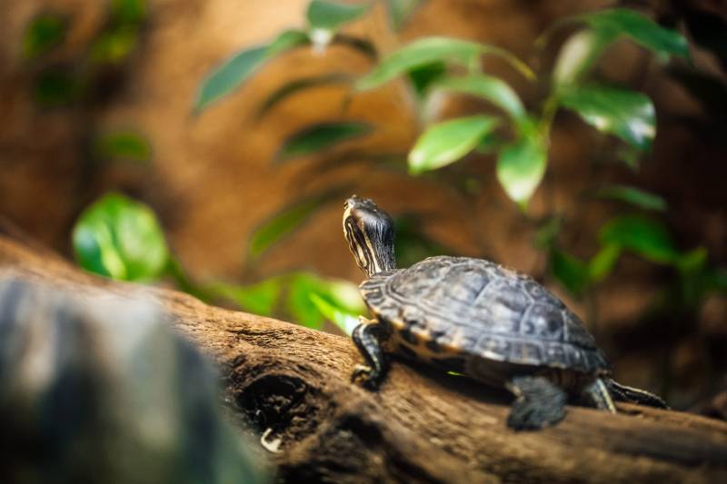 small turtle in terrarium