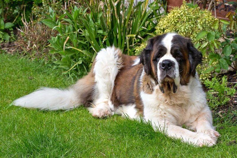 st. bernard dog resting in the grass