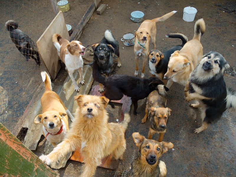 stray dogs in a shelter