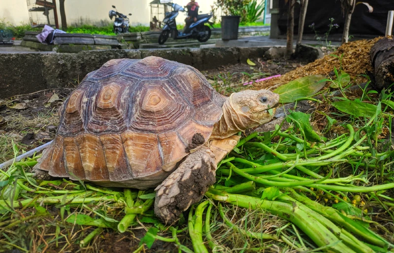 sulcata tortoise eating water spinach