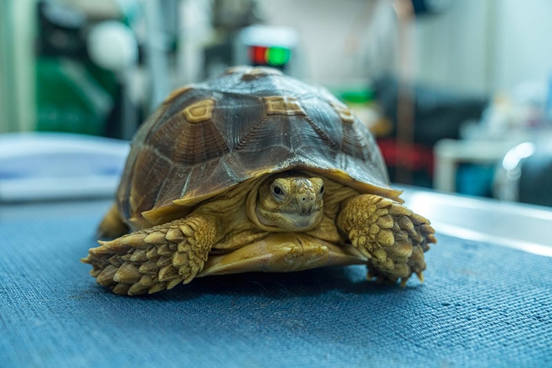 sulcata tortoise in a vet clinic