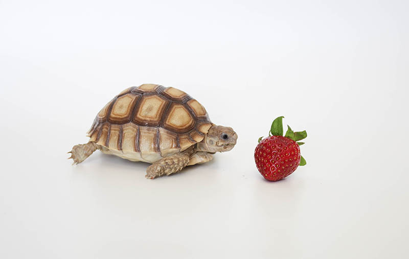 Sulcata Tortoise staring at the strawberry