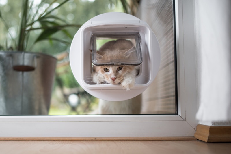 tabby maine coon cat passing through cat flap