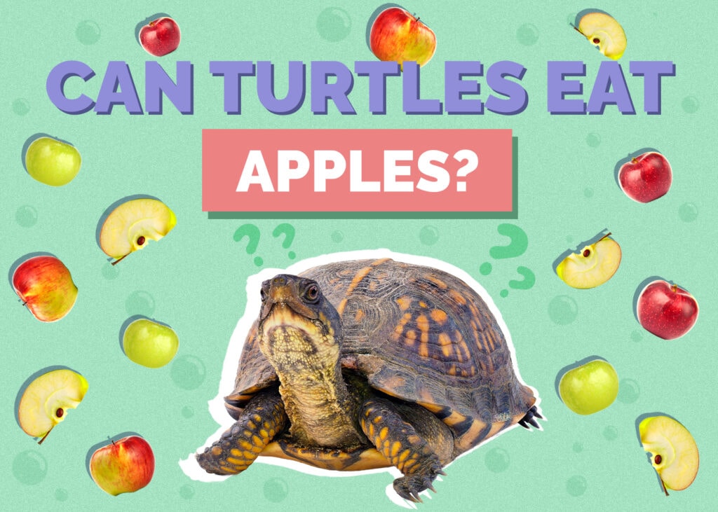 turtle-apples