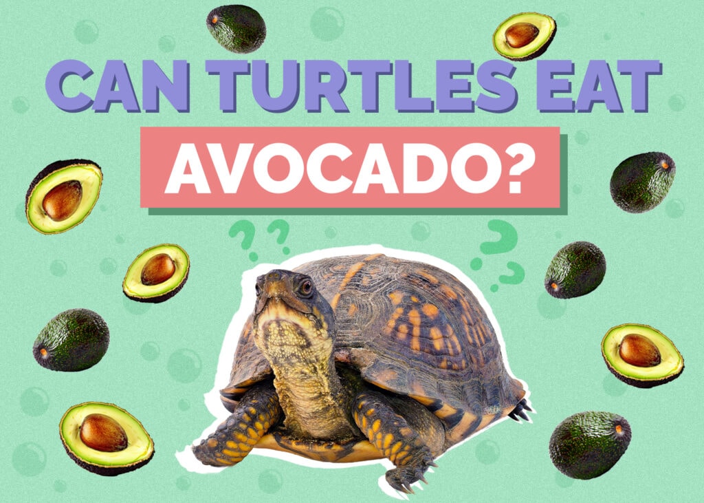 can-turtles-eat-avocado-our-vet-answers-hepper