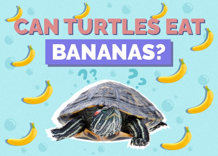 Can Turtles Eat Bananas? Vet Approved Nutrition Facts & FAQ Hepper